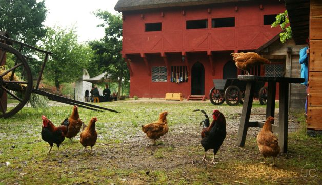 chicken in Nykøbing chicken in Nykøbing